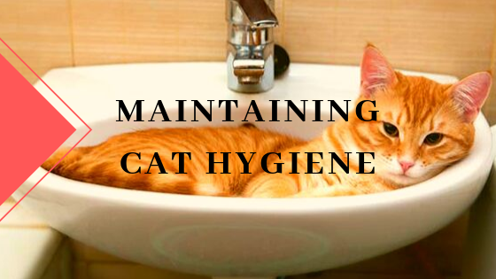 Maintaining Cat Hygiene