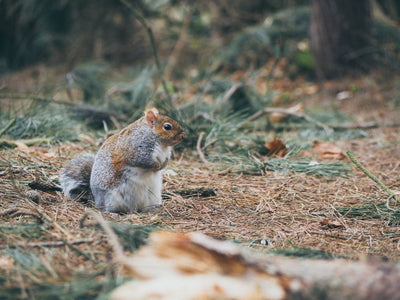 Did you know a Squirrel can..