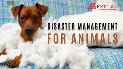 Disaster Management for Animals