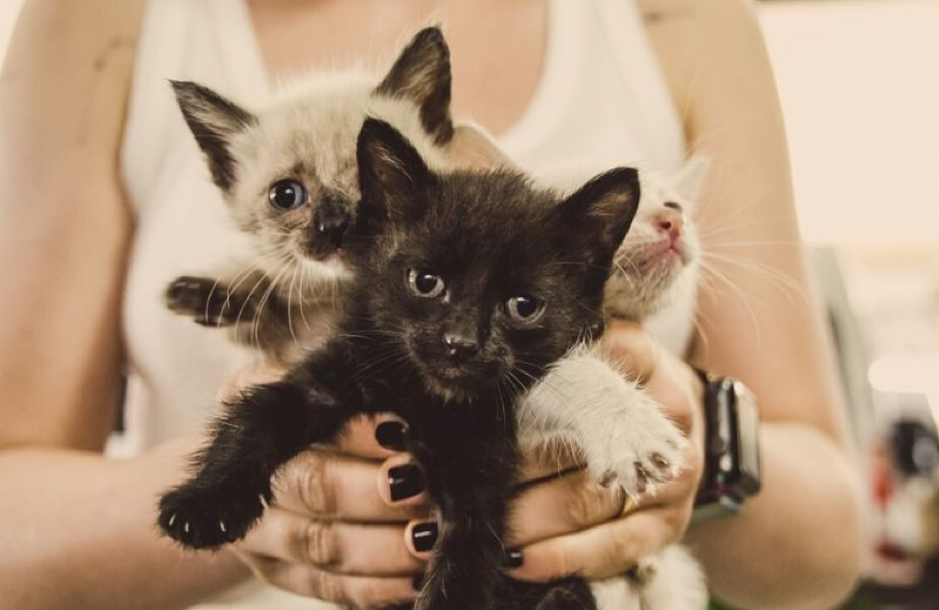 24 Cats and Kittens Rescued in Pennsylvania