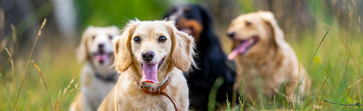 5 Fun Facts About [Popular Pet Breed]