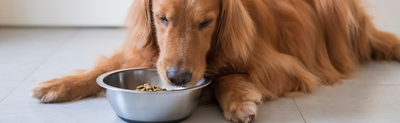 Beyond Kibble: Exploring Alternative Dog Food Options in 2024