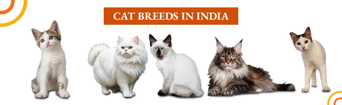 Cat breeds in India