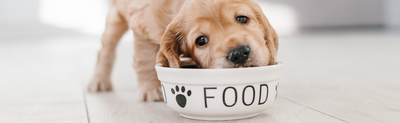 Gut Health Heroes:  The Link Between Dog Food and Digestion in 2024