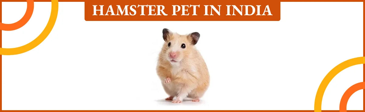 Hamster Pet in India