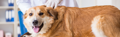 The Importance of Regular Veterinary Care for Your Pet