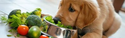 Vegetarian Dog Food