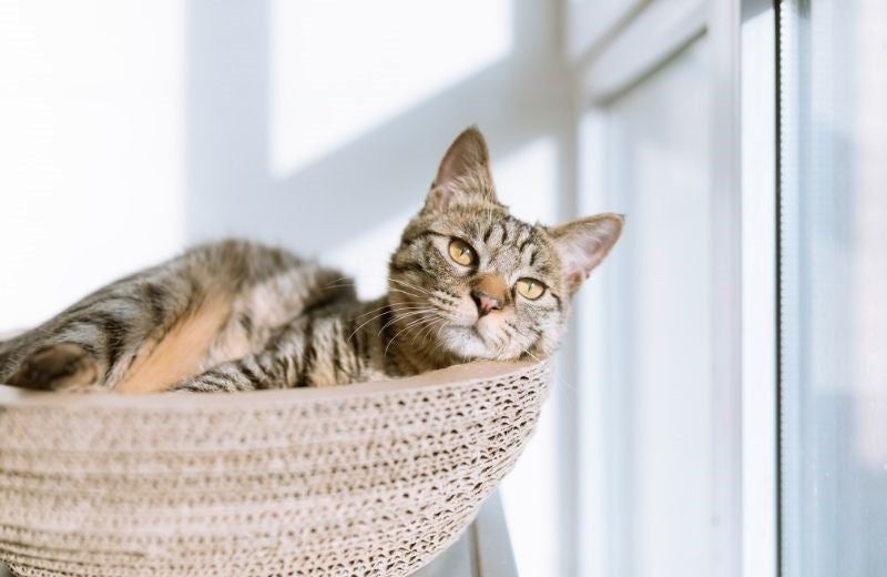 DIY: Hammock for your furry baby!