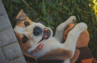 DIY Toys for Your Dog While in Quarantine