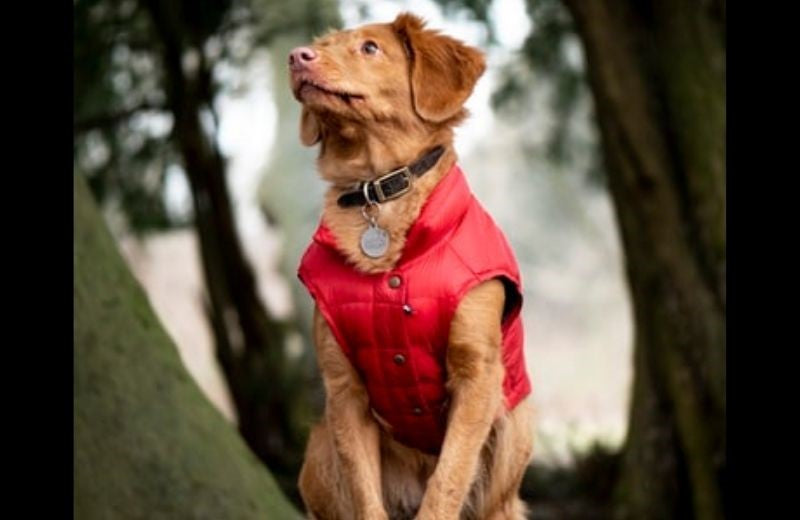 DIY Waterproof Coat for Canines