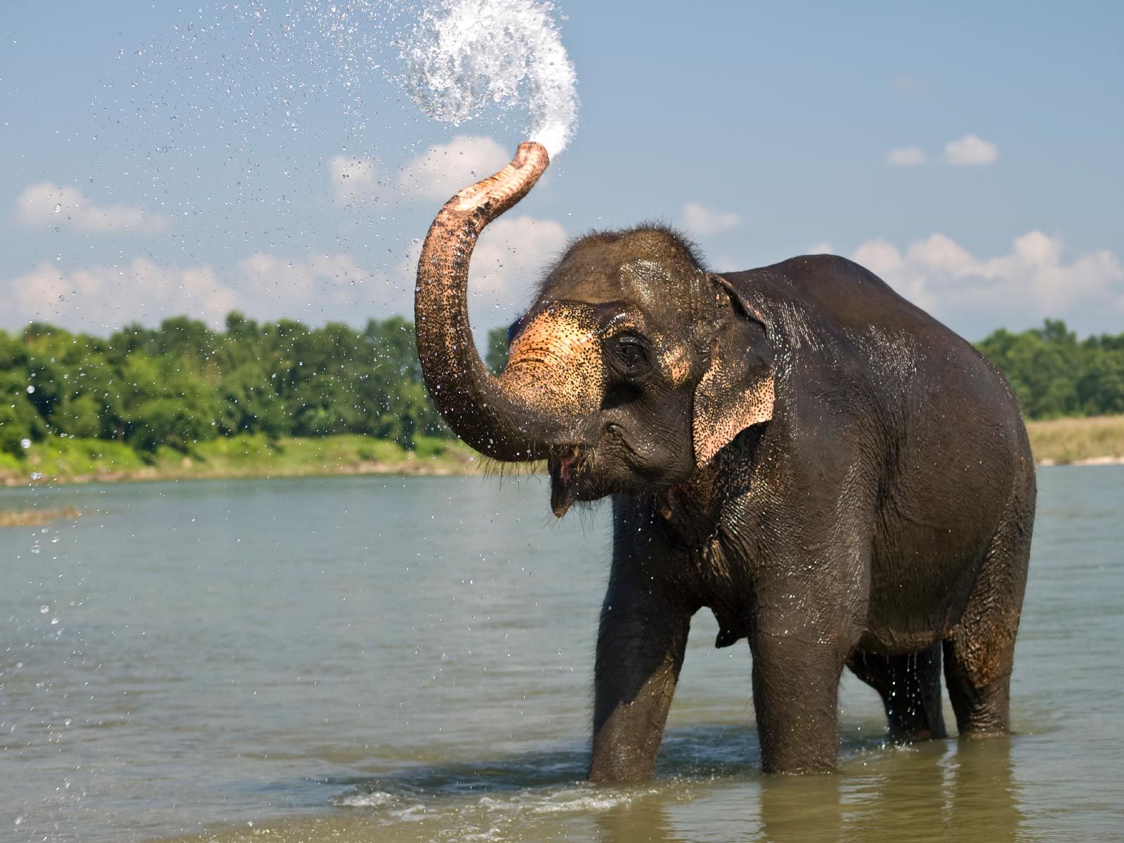 5 Facts About Elephants That You Have To Know!