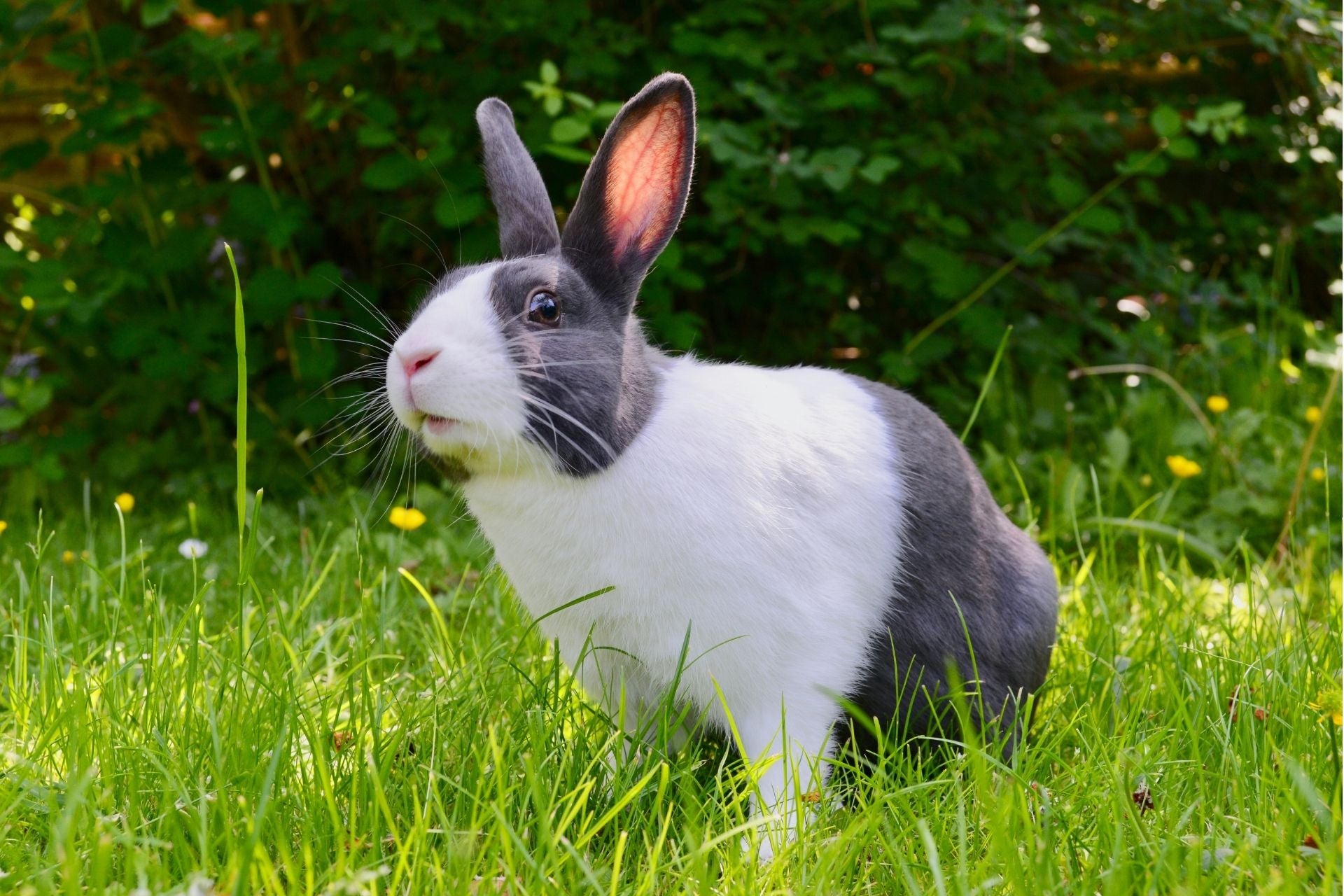 Benefits of Mint for Rabbits!