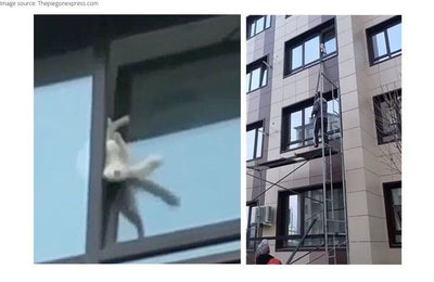 Locals Rushed to Rescue a Feline Stuck on the Second Floor