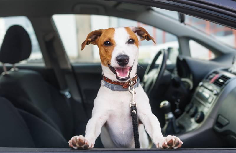 Top 5 Cars For All Dog Parents