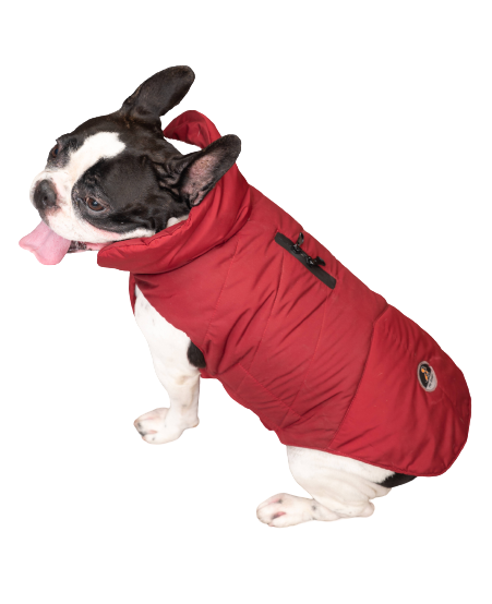 jacket for dogs