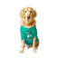 Ruse XX-Small (Chihuahuas, Papillons) / Aqua Green Ruse Basic Crew Neck "Game Kid" Printed Half Sleeves Dog Tee