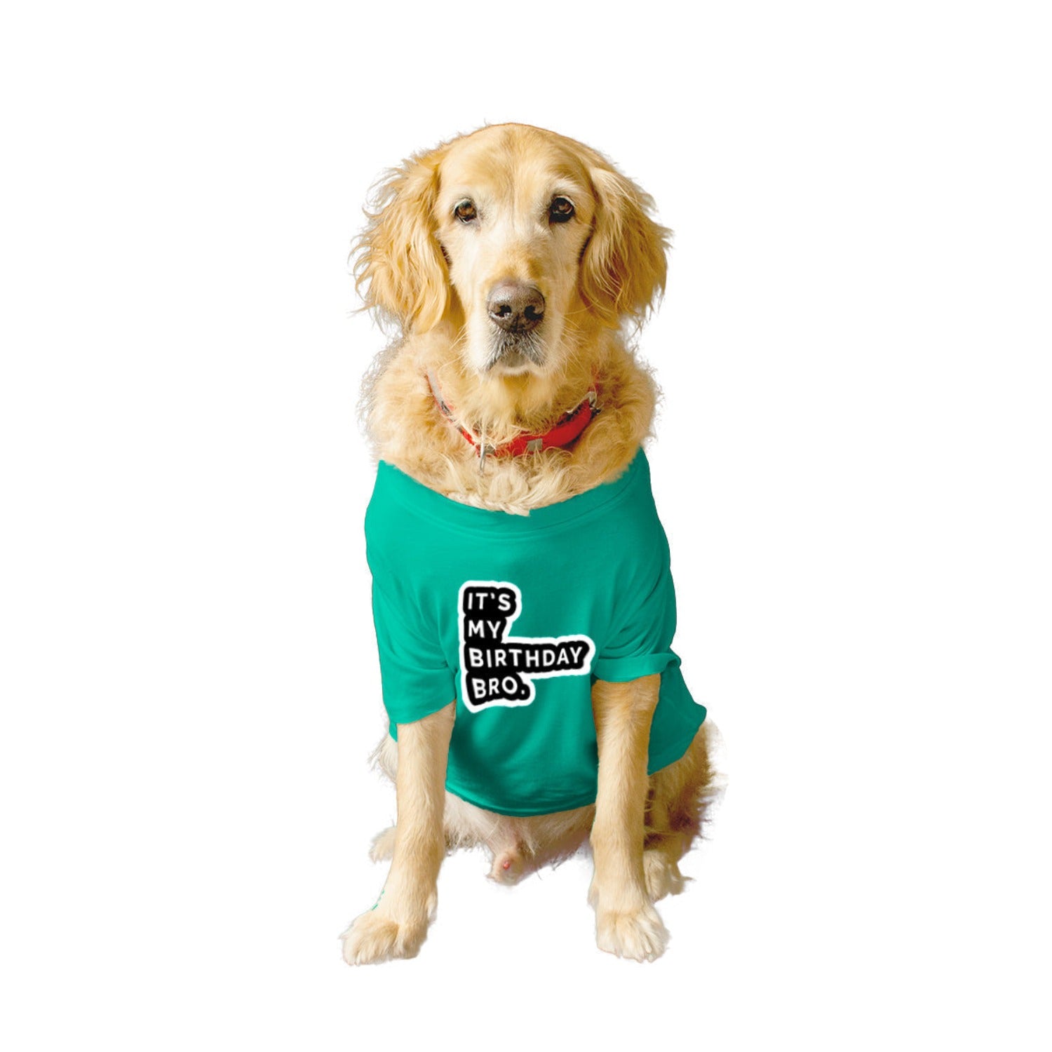 Ruse XX-Small (Chihuahuas, Papillons) / Aqua Green Ruse Basic Crew Neck "It's My Birthday Bro" Printed Half Sleeves Dog Tee2